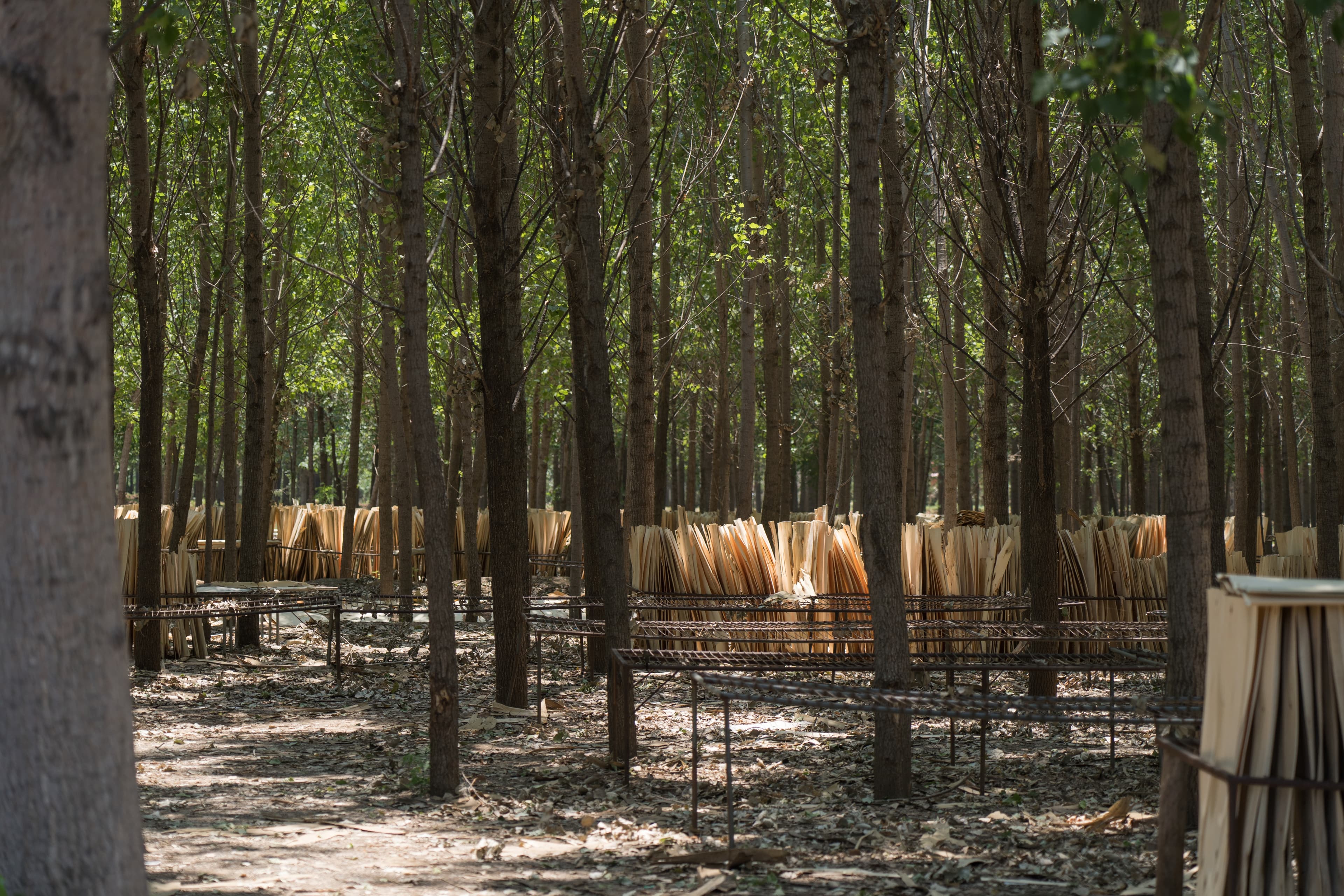 Sustainable forest